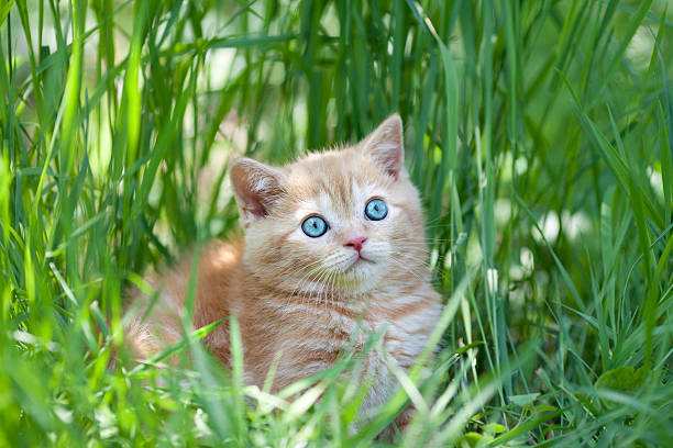 istock Little kitten sits on the grass 185844618