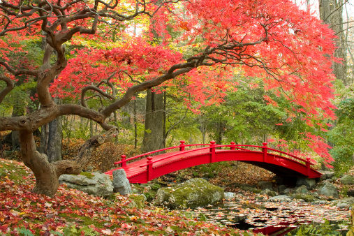 Red Japanese Maple tree and red bridge in beautiful Asian garden.