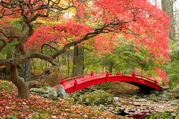 Japanese Garden Red Japanese Maple tree and red bridge in beautiful Asian garden. japanese garden stock pictures, royalty-free photos & images