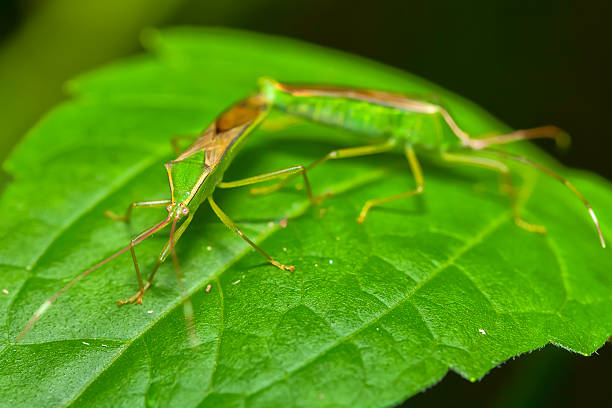 istock Insects in nature, Thailand. 185845859