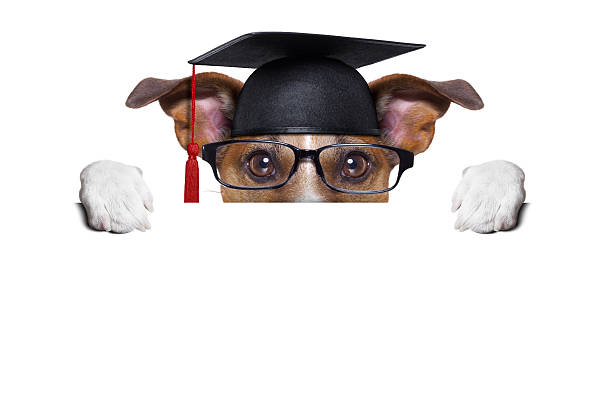 absolventen hund - dog graduation hat school stock-fotos und bilder