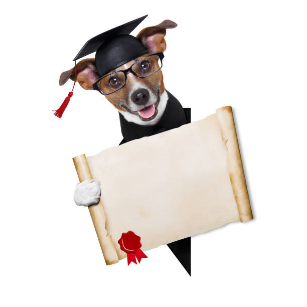 istock Small dog wearing mortarboard and holding blank scroll 185846429