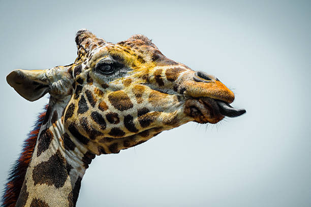 istock Giraffe showing its tongue closeup 185847007