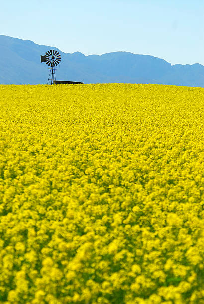 istock Canola Fields in the Overberg South Africa 185847833