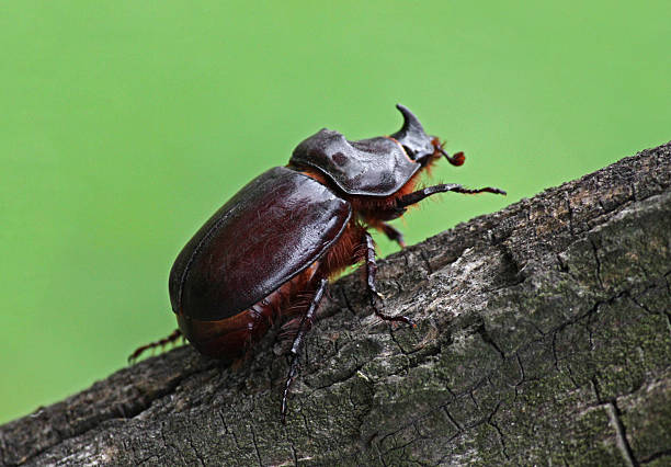 unicorn beetle unicorn beetle on trunk of tree hercules beetle stock pictures, royalty-free photos & images