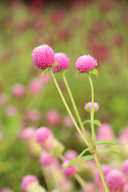 istock Globe amaranth or Gomphrena globosa flower 185848233