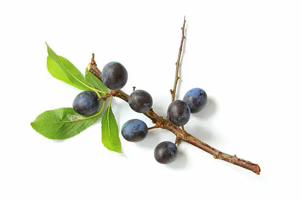 Sloes - Fruits of blackthorn (Prunus spinosa) isolated against white background