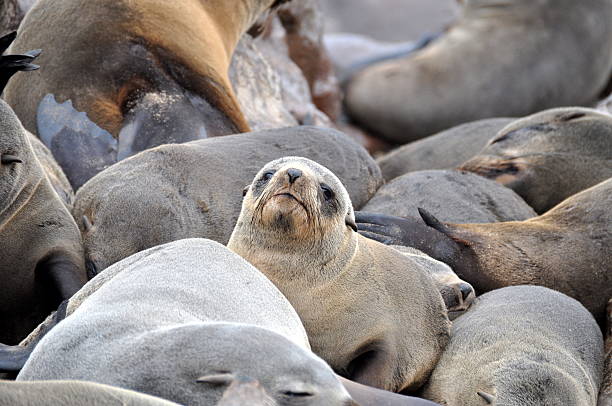 istock Colony of Cape Fur Seals 185848696