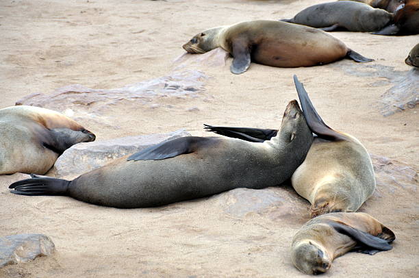 istock Colony of Cape Fur Seals 185848699
