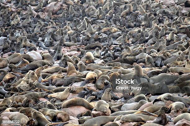 Colonia Di Foche A Cape Pelliccia - Fotografie stock e altre immagini di Abbondanza - Abbondanza, Africa, Africa meridionale