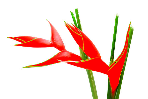 istock Beautiful Heliconia H stricta Huber 