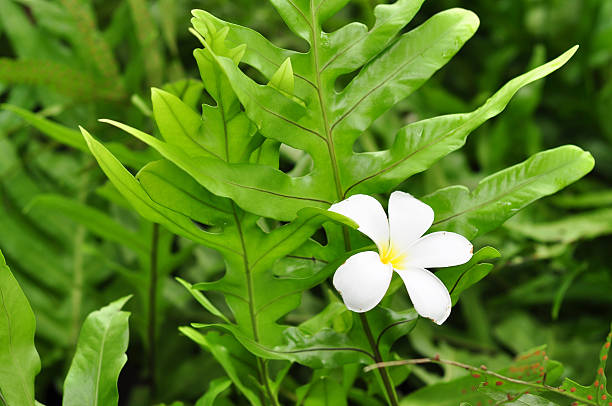 istock flower on green plant 185849330