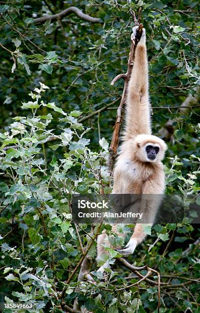 Bianco Mano Di Lar Gibbone Di Alberi - Fotografie stock e altre immagini di Gibbone - Gibbone, Oscillare, Animale