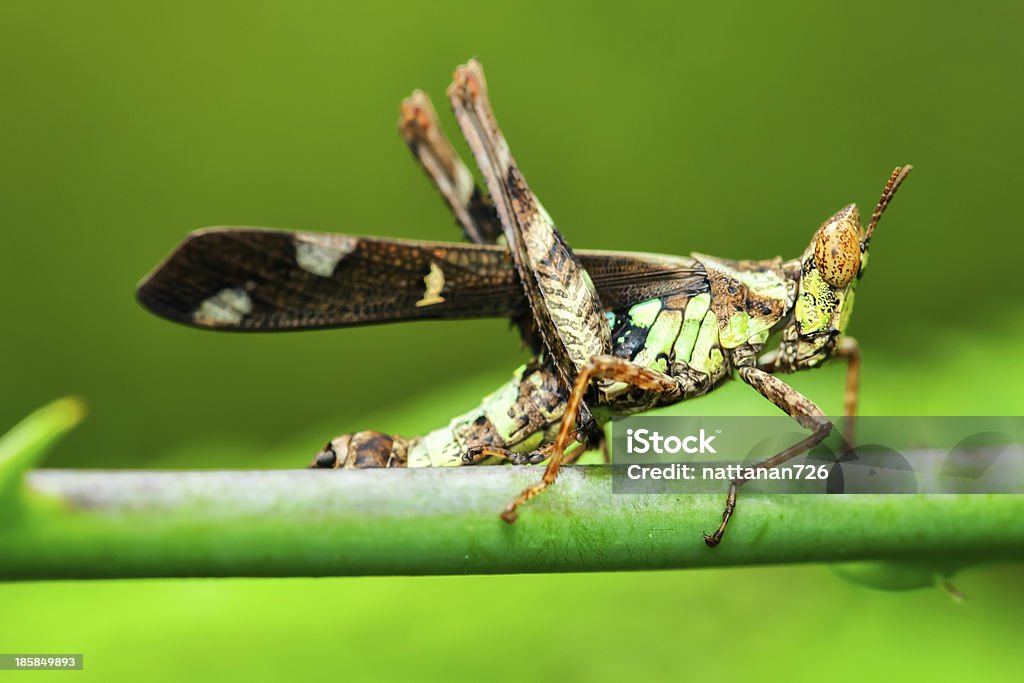 Saltamontes en la naturaleza salvaje. - Foto de stock de Animal libre de derechos