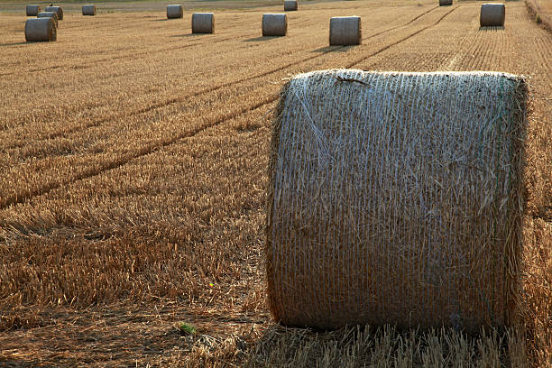 istock Field in summer full of straw bales 185850162