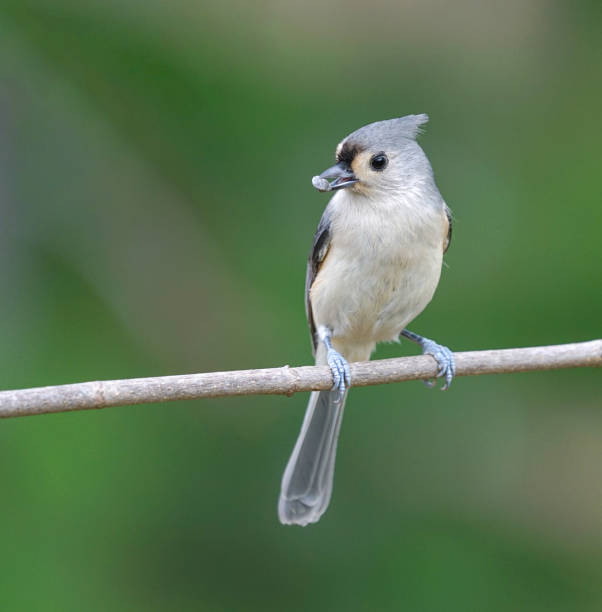 istock tufted titmouse bird standing on tree branch in autumn 1858514277