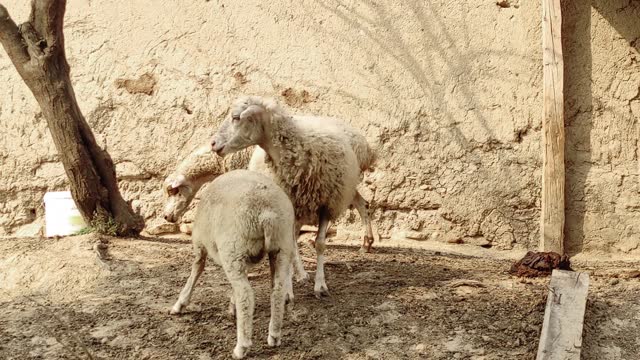 Lamb drinking milk from mother sheep