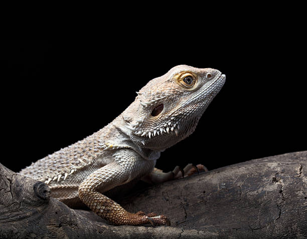 istock portrait of agama, Leucistic Bearded dragon 185851837