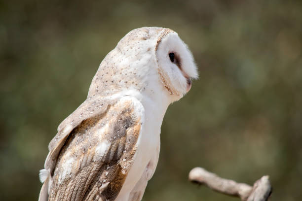 istock this is a side view of a barn owl 1858524474