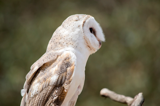 Barn owls have a distinctive heart-shaped white face and dark eyes.