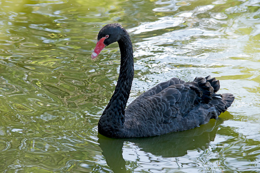 the black swan has black feathers edged with white, a red beak with a white stripe and red eyes