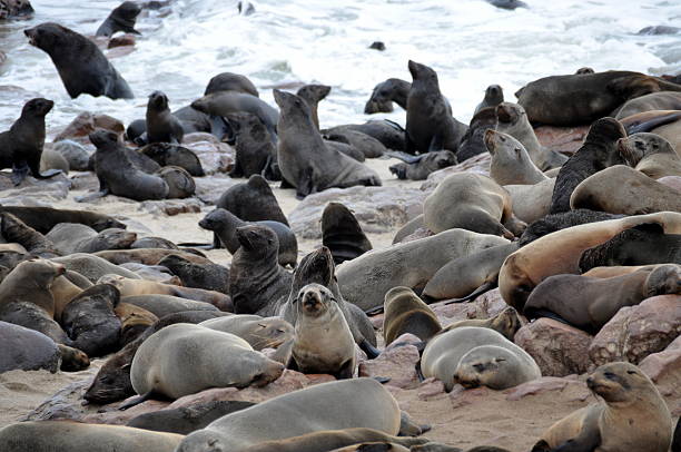 istock Colony of Cape Fur Seals 185852564