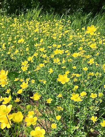 Bright Yellow Buttercups In A Meadow