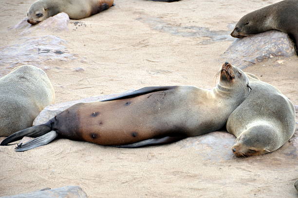 istock Colony of Cape Fur Seals 185852580