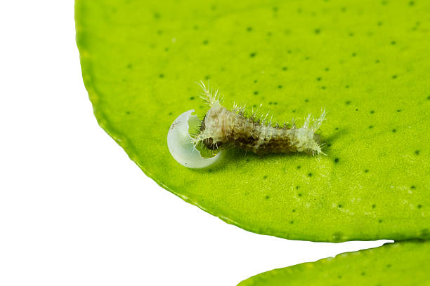 Just born caterpillar of butterfly Just born caterpillar eating egg for first meal egg to caterpillar stock pictures, royalty-free photos & images