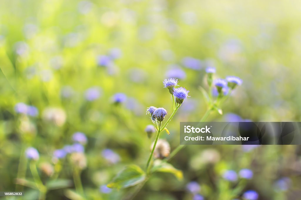 Wild hierba aislado - Foto de stock de Abstracto libre de derechos