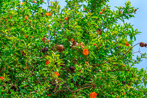 Dry old pomegranate fruits among flowering branches in summer. Floral background. Flora of Montenegro. Orange flowers, brown fruits and green foliage against a blue sky