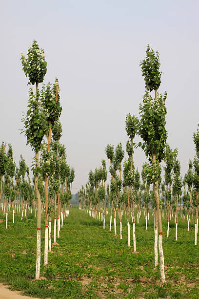 choupo em um jardim de ninar - planting tree poplar tree forest imagens e fotografias de stock