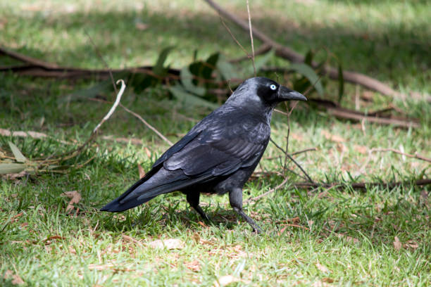 istock this is a side view of an Australian raven walking on grass 1858531166