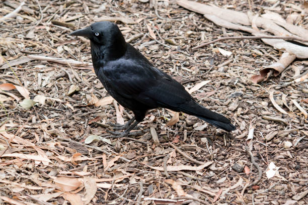 istock this is a side view of an Australian raven 1858531167