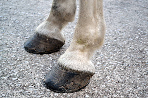 Black horse hoofs with horseshoe close up