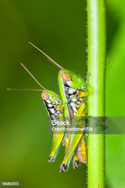 Cavalletta In Natura - Fotografie stock e altre immagini di Ambientazione interna - Ambientazione interna, Animale, Animale selvatico