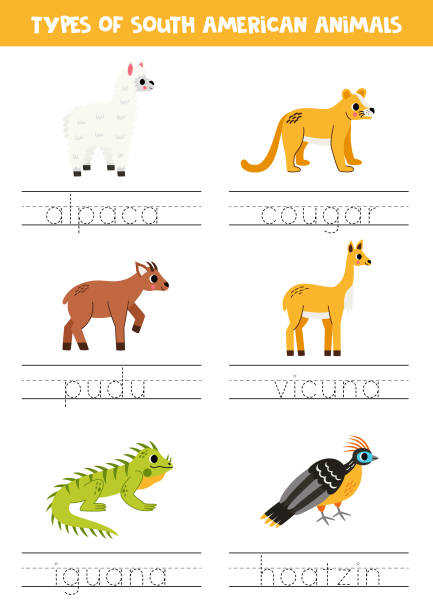 Tracing names of South American animal types. Writing practice. Trace words. Handwriting practice for preschool kids. Types of South American animals. hoatzin stock illustrations