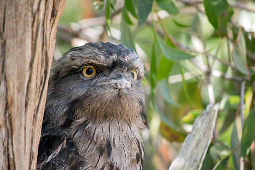 the tawny frogmouth has a mottled grey, white, black and rufous  the feather patterns help them mimic dead tree branches. Their feathers are soft, like those of owls,