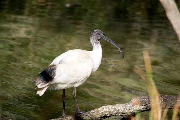 istock the white ibis is standing on a log above the water 1858532876