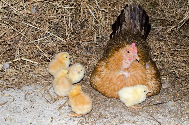 polli con mamma - brooder foto e immagini stock