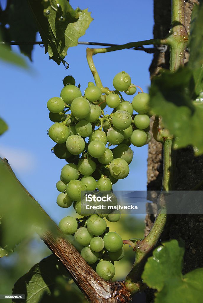 Winogrona - Zbiór zdjęć royalty-free (Bez ludzi)