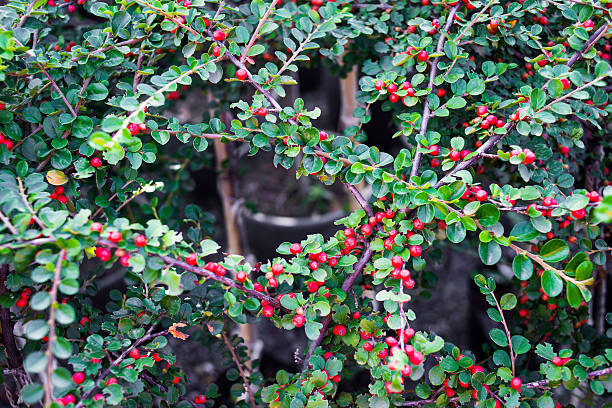 Cotoneaster horizontalis Bush with red tiny berries Cotoneaster horizontalis cotoneaster horizontalis stock pictures, royalty-free photos & images