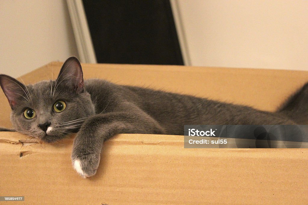 Katze in der Box - Lizenzfrei Entspannung Stock-Foto