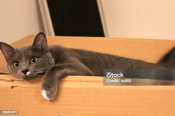 Katze In Der Box Stockfoto und mehr Bilder von Entspannung - Entspannung, Fotografie, Gemütlich