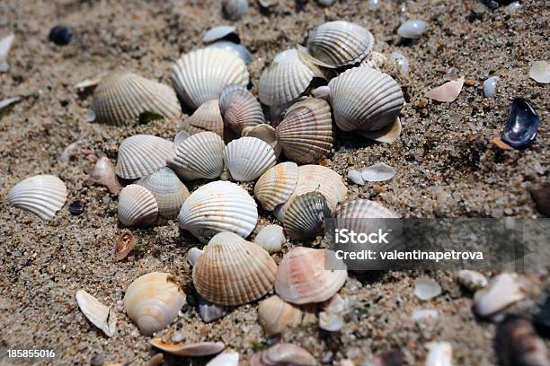 Makro Von Schwarzen Meer Muscheln Auf Sand Hintergrund Bulgarien Stockfoto und mehr Bilder von Balkengerüst