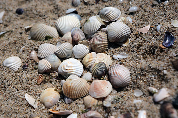 istock Macro of Black sea shells on sand background , Bulgaria 185855016
