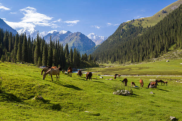 istock Horses grazing in mountains 185855289