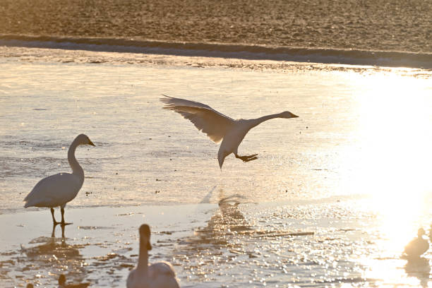 istock The arrival of swans, Utsunomiya, Tochigi 1858552936