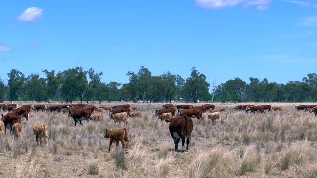 Livestock moving across dry pasture in rural Australia