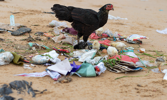 Mother hen with baby chicks looking for food in piles of rubbish scattered on the beach. plastic pollution, environmental problems